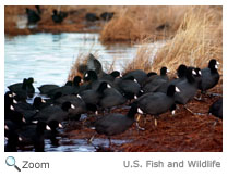 American Coot