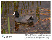 American Coot