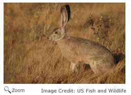 Black-tailed Jackrabbit