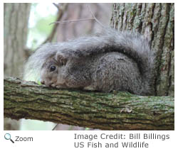 fox squirrel