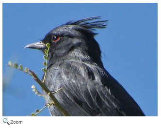 phainopepla