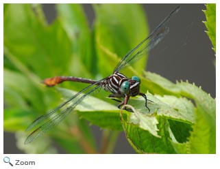 Russet-tipped clubtail