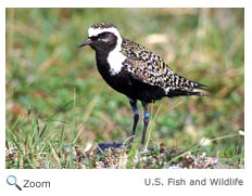 american golden plover