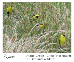 Goldfinch