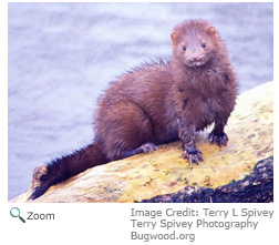 American Mink