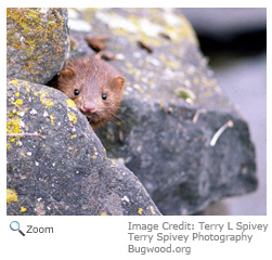 American Mink