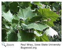 American Sycamore