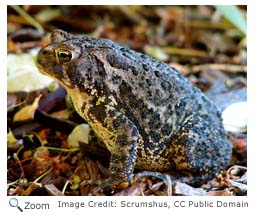 American Toad