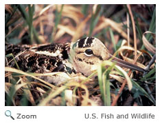 American woodcock