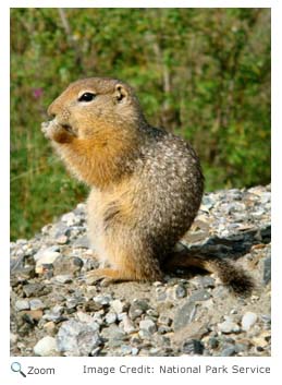 Arctic Ground Squirrel