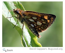 Arctic skipper