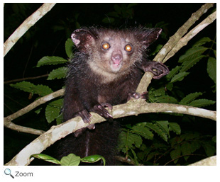 Aye-aye