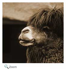 bactrian camel