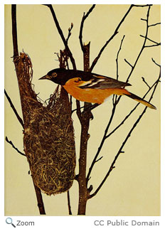 Baltimore Oriole