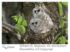 Barred Owl