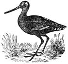 bar-tailed godwit