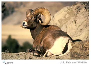 Bighorn Sheep