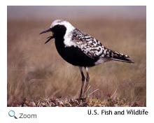 Black bellied plover