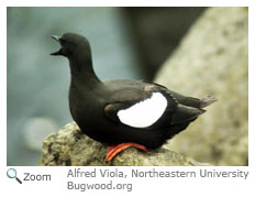 Black Guillemot