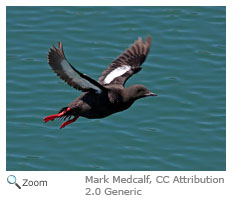 Black Guillemot