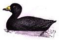 Black Scoter