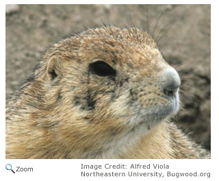 Black-tailed Prairie Dog