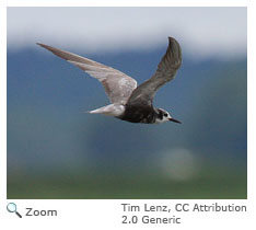 Black Tern