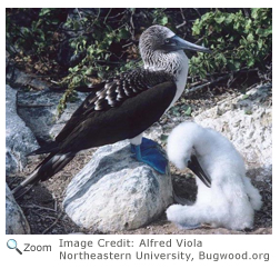 Blue-footed