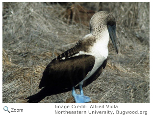 Blue-footed booby