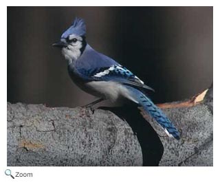 Blue Jay