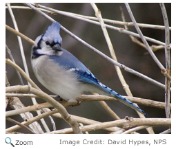 Blue Jay