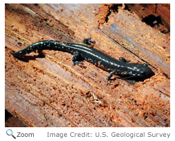 blue-spotted salamander