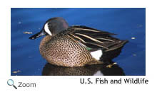 blue-winged teal