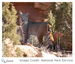 Bobcat