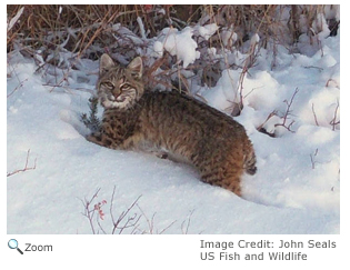 Bobcat