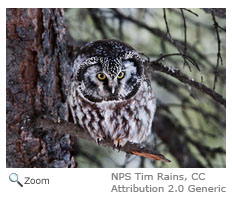 Boreal Owl