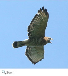 broad-winged hawk