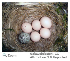 Brown-headed Cowbird