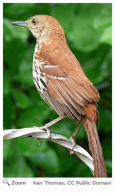 Brown Thrasher