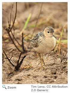 Buff-breasted Sandpiper