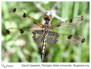 Calico Pennant Dragonfly