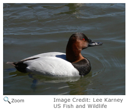 Canvasback