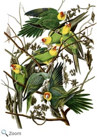 Carolina Parakeet