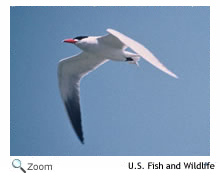 Caspian tern