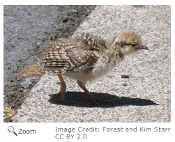 Chukar