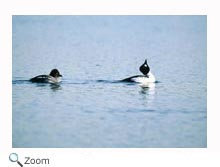 Commongoldeneye