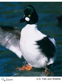 Commongoldeneye