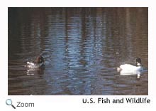 Commongoldeneye