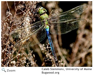 Common Green Darner