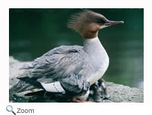 Common Merganser